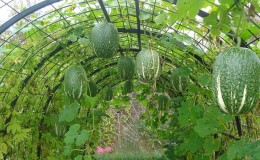 What is fig-leaved pumpkin: features of the species and its use in cooking and traditional medicine