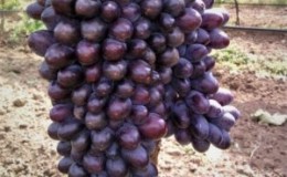 Jupiter grape variety: description, advantages and disadvantages, cultivation technology