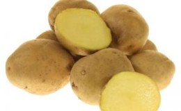 Mid-season, high-yielding potato variety