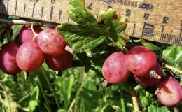 Medium early gooseberry variety