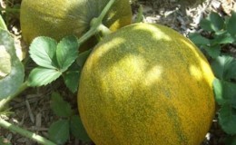 Features of growing melons in the Moscow region in the open field