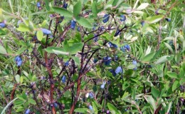 Frost-resistant early ripening variety of honeysuckle