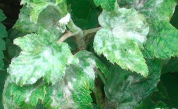 The most effective folk remedies for powdery mildew on currants