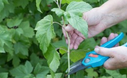 Step-by-step guide to propagating currant cuttings in summer