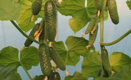 What is good about the hybrid cucumber 