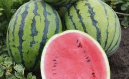 An unpretentious in care ultra-early watermelon 