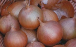 Cold-resistant onion variety 