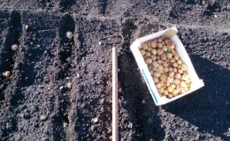 Technology of planting onion sets in spring: how to plant and grow properly