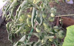 What to do if tomato leaves curl in a greenhouse?
