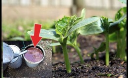 Folk remedies for a better harvest of cucumbers: recipes for top dressing for open ground