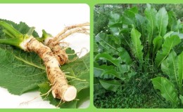 Uses of horseradish leaves and their health and beauty benefits