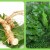 Uses of horseradish leaves and their health and beauty benefits