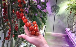 A step-by-step guide to growing cherry tomatoes: follow the rules and get a great harvest