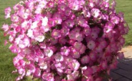 Review of popular varieties of petunias of the Opera series and their features