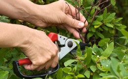 When and how to prune honeysuckle in the fall for a good harvest