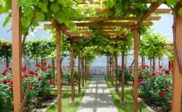 What are the sheds for grapes and how to make them yourself