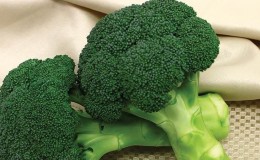 Planting and caring for broccoli outdoors