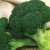 Planting and caring for broccoli outdoors
