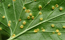 How to deal with and prevent rust on currants