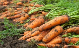 What varieties of carrots are best for growing in the Urals