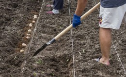 What distance to do between rows when planting potatoes