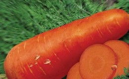 A mid-season carrot variety with a high yield: Moscow winter A 515