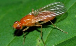 Why are carrot flies dangerous and how to effectively deal with them