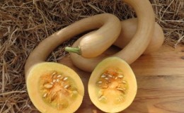 Delicious and extremely unusual variety of butternut pumpkin