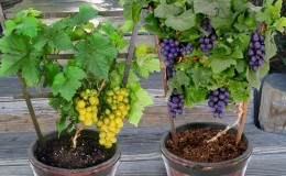 Description of grape varieties for Krasnodar