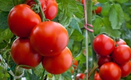 Universal early ripening tomato 