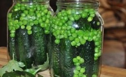 We preserve the taste and useful properties all year round: pea pods - recipes for the winter from experienced housewives