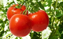 How the Riddle variety appeared and how is it good for a summer resident