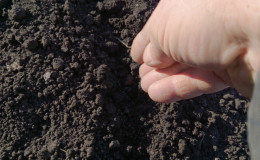 Recommendations of experienced gardeners: is it possible to sow black onions before winter and when to do it