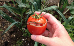 Why tomatoes crack when ripe in a greenhouse: identify the cause and effectively fight it