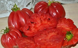 Amazing-looking tomato