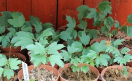 A clear guide to breeding viburnum Buldenezh in spring by cuttings