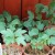 A clear guide to breeding viburnum Buldenezh in spring by cuttings