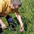 Timing and technology for pruning currant and gooseberry bushes in spring, summer and autumn