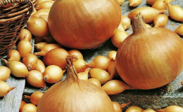 Onion sets