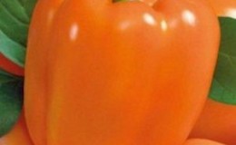 A hybrid that will not leave you indifferent - the Orange Miracle pepper and the peculiarities of its cultivation