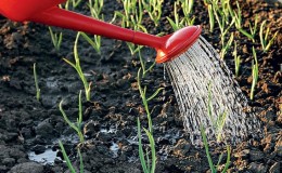 Secrets of experienced gardeners: what to plant after garlic next year, and which crops should be avoided