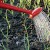 Secrets of experienced gardeners: what to plant after garlic next year, and which crops should be avoided