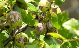 How and how to treat gooseberries from scab: the most effective methods of combating the disease