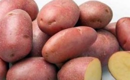 The excellent taste of red potatoes: what are its features and what types are there