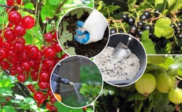 How and what to fertilize currants in the fall to get a good harvest