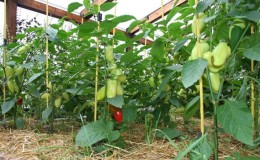 How and what to feed peppers in a greenhouse in August: the best fertilizers and recommendations for their introduction