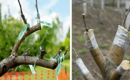 A beginner gardener's guide step by step: how to plant an apple tree in spring