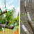 A beginner gardener's guide step by step: how to plant an apple tree in spring