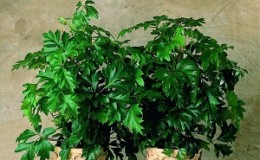 Planting indoor grapes and care at home