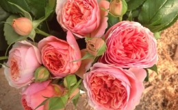 The best winter-hardy varieties of roses blooming all summer and the peculiarities of their cultivation